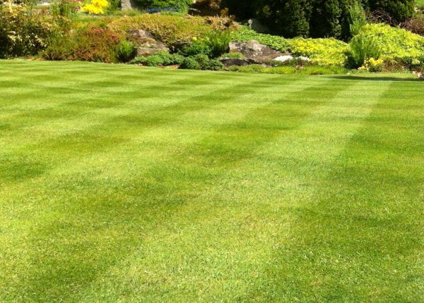 Commercial Grass Cutting in Powell