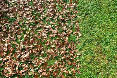 Clean Yard After Leaf Removal